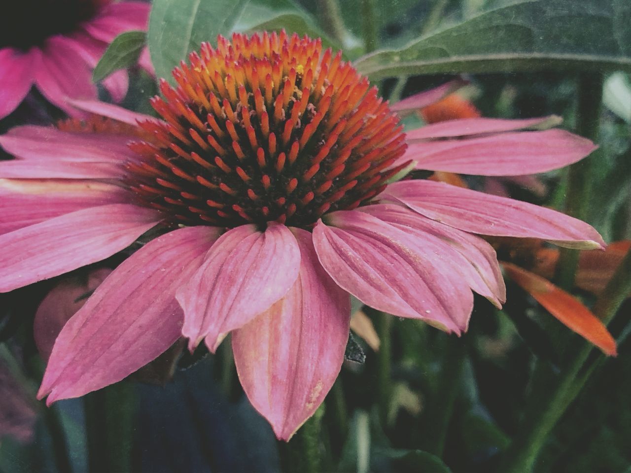 CLOSE-UP OF PINK DAHLIA