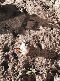 High angle view of cat on sand