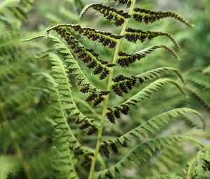 ferns and horsetails