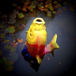 Close-up of fish in water