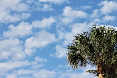 Low angle view of palm tree against sky