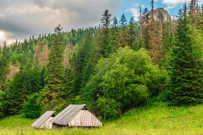 Panoramic view of trees in forest against sky