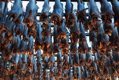 Close-up of fish hanging