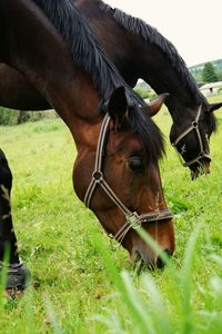 Close-up of horse standing on field