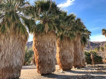 Palm trees against sky