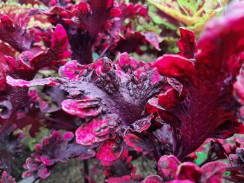 Close-up of red flowering plants