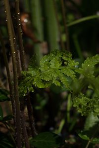 Close-up of raindrops on plant