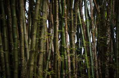 Bamboo trees in forest