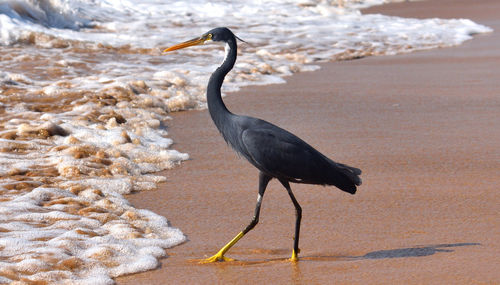 Bird perching on a beach