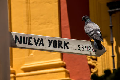 Close-up of pigeon perching on a sign