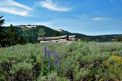 Scenic view of field against sky