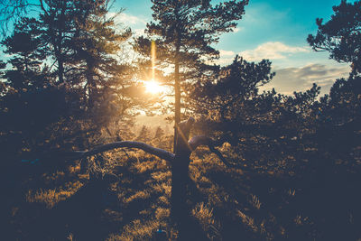 Low angle view of trees against sky during sunset