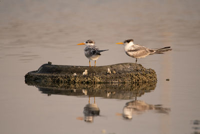 Seagulls perching on wooden post in lake