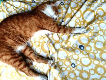 High angle view of cat sleeping on bed