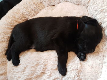 High angle view of black dog sleeping on rug