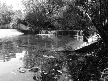 Close-up of tree against sky