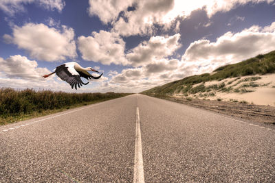 Stork flying over empty road against sky