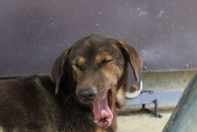 Portrait of a dog