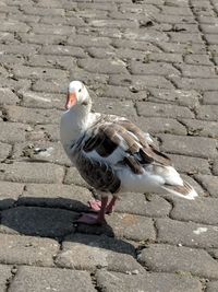 High angle view of seagull on rock