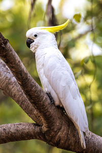 Close-up of parrot perching on branch