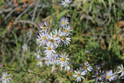 Close-up of white flowering plant