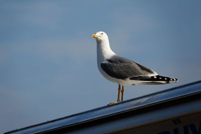 Low angle view of seagull perching against clear sky