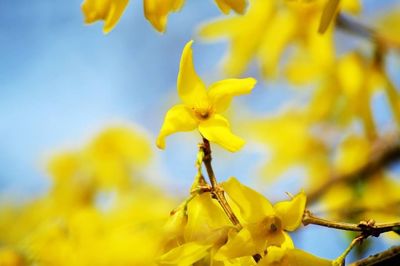 Close-up of yellow flowers