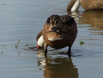 Close-up of duck swimming in lake