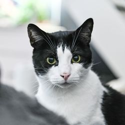 Close-up portrait of a cat