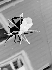 High angle view of insect on the ground