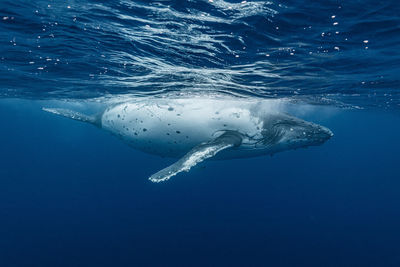 Close-up of seal swimming in sea