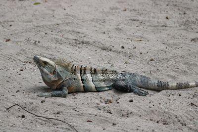 Close-up of lizard on sand at beach