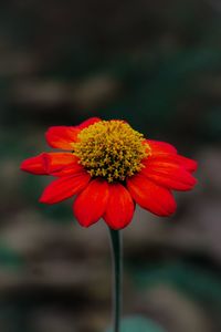 Close-up of red flower