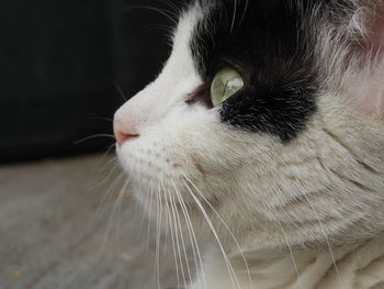 Close-up portrait of cat