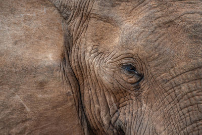 Close-up of elephant