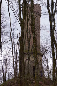 Bare trees in forest