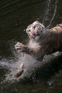 High angle view of a cat in water