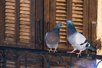 Close-up of birds perching on wood