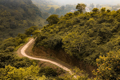 High angle view of road amidst trees in forest