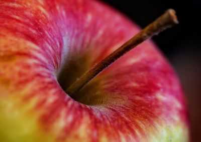 Extreme close up of red flower