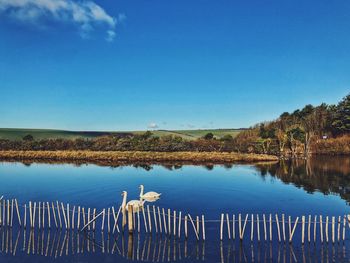 Swans on a lake