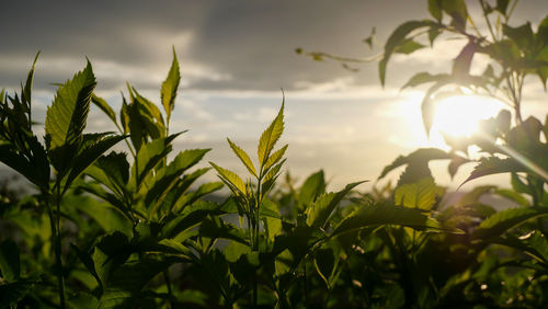 Close-up of fresh plants on field against sky