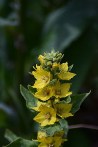 Close-up of yellow flowering plant