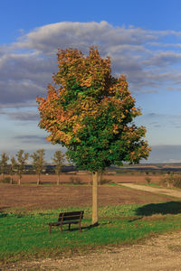 Tree on field against sky