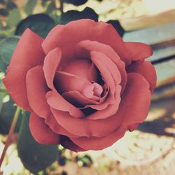 Close-up of rose against blurred background