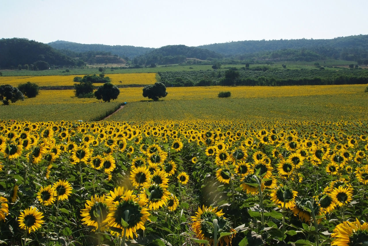 SCENIC VIEW OF SUNFLOWER FIELD AGAINST CLEAR SKY