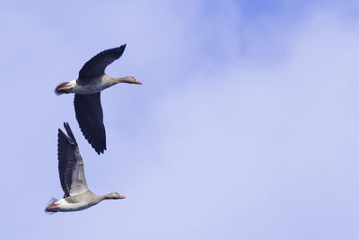 Low angle view of birds flying against clear sky