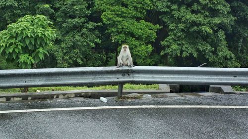 Cat sitting on railing against trees