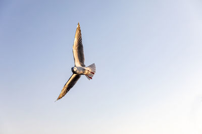 Low angle view of bird flying in sky