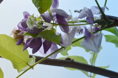 Close-up of purple flowers on plant